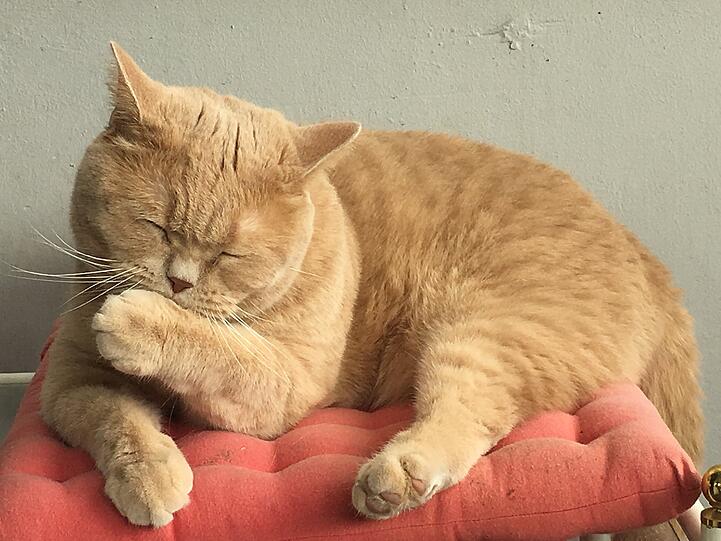 Burrito
