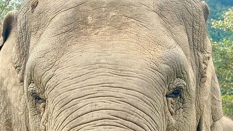 Anwohner vermuten, der Elefant k&ouml;nnte "einen Geschmack f&uuml;r menschliche Nahrung entwickelt" haben. (Archivbild)