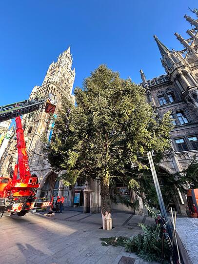 Eine 23 Meter hohe Küstentanne aus der Gemeinde Antdorf thront für den diesjährigen Christkindlmarkt auf dem Marienplatz in München.
