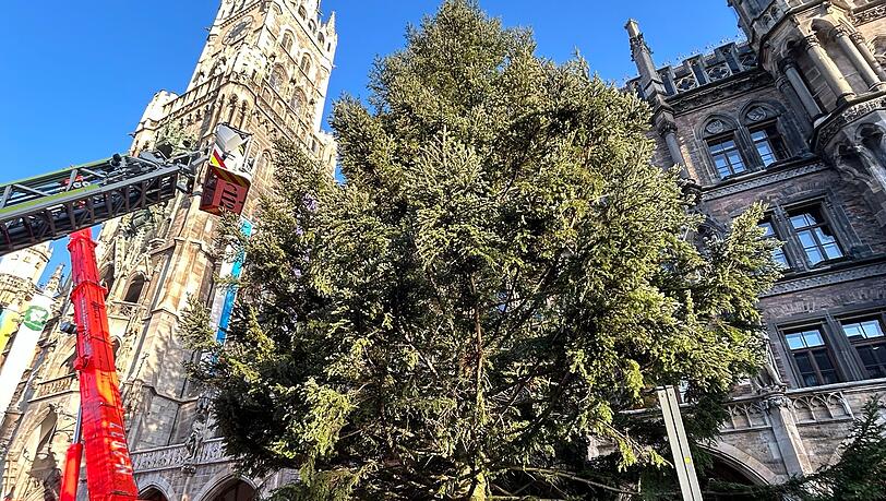 Eine 23 Meter hohe Küstentanne aus der Gemeinde Antdorf thront für den diesjährigen Christkindlmarkt auf dem Marienplatz in München. Eine 23 Meter hohe Küstentanne aus der Gemeinde Antdorf thront für den diesjährigen Christkindlmarkt auf dem Marienplatz in München.
