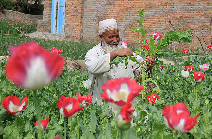 Afghanistan: Der Opium-Anbau ist einer der wenigen florierenden Wirtschaftszweige.
