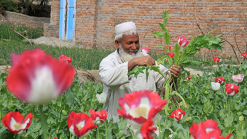 Afghanistan: Der Opium-Anbau ist einer der wenigen florierenden Wirtschaftszweige. Afghanistan: Der Opium-Anbau ist einer der wenigen florierenden Wirtschaftszweige.