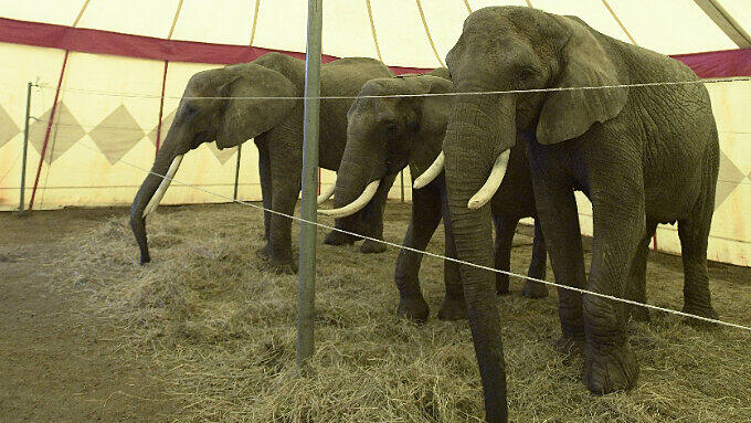 Zirkus-Mitarbeiter hatten den Elefanten schon eingefangen, als ein Streifenwagen am Ort des Geschehens eintraf. (Symbolfoto)