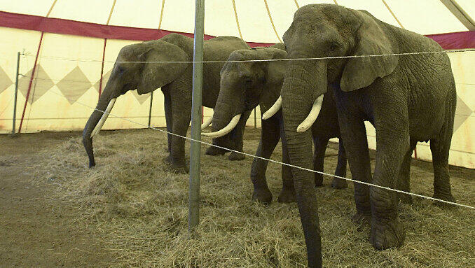 Zirkus-Mitarbeiter hatten den Elefanten schon eingefangen, als ein Streifenwagen am Ort des Geschehens eintraf. (Symbolfoto) Zirkus-Mitarbeiter hatten den Elefanten schon eingefangen, als ein Streifenwagen am Ort des Geschehens eintraf. (Symbolfoto)