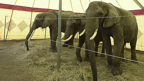 Zirkus-Mitarbeiter hatten den Elefanten schon eingefangen, als ein Streifenwagen am Ort des Geschehens eintraf. (Symbolfoto)