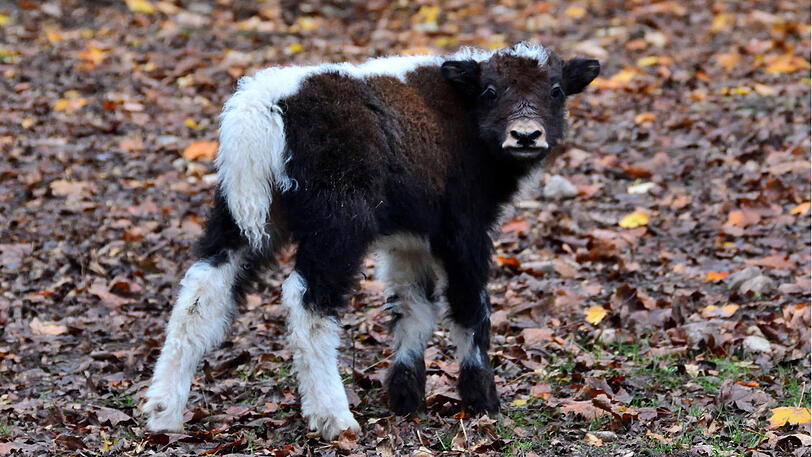 Auch bei den Hausyaks gibt es doppelt Nachwuchs. Die Namen der Kälbchen: Tensing und Tango.