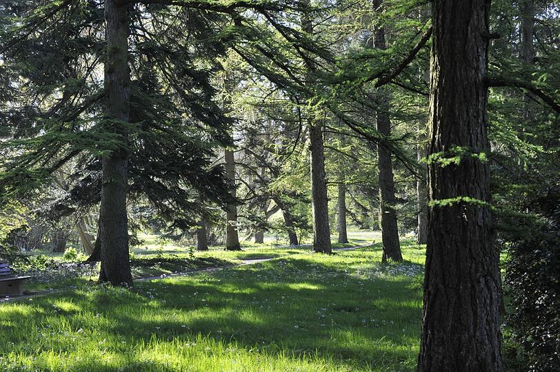 Das Arboretum mit Schaumkraut.