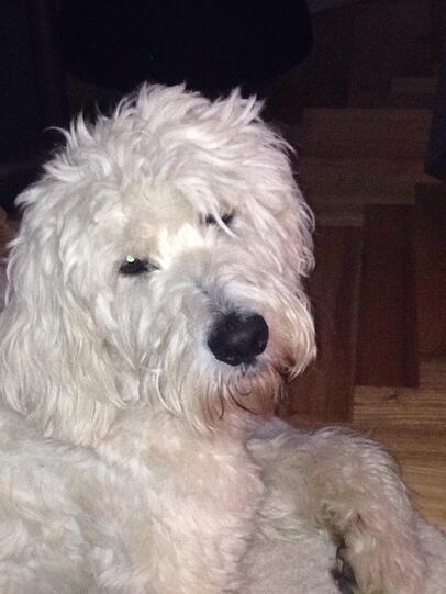 Buddy