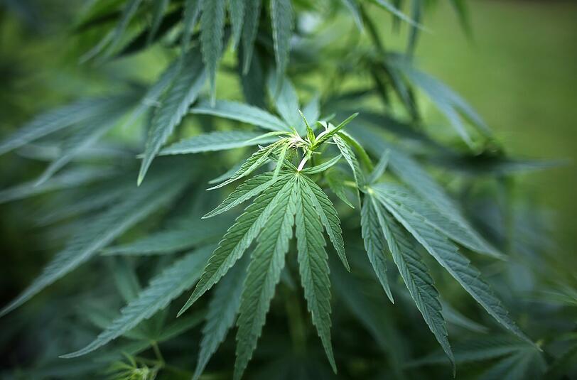 Hanf-Pflanzen in einem Garten. Ein mit Cannabis-Öl angereicherter Kuchen hatte mehrere Rettungseinsätze zur Folge. Foto: Oliver Berg