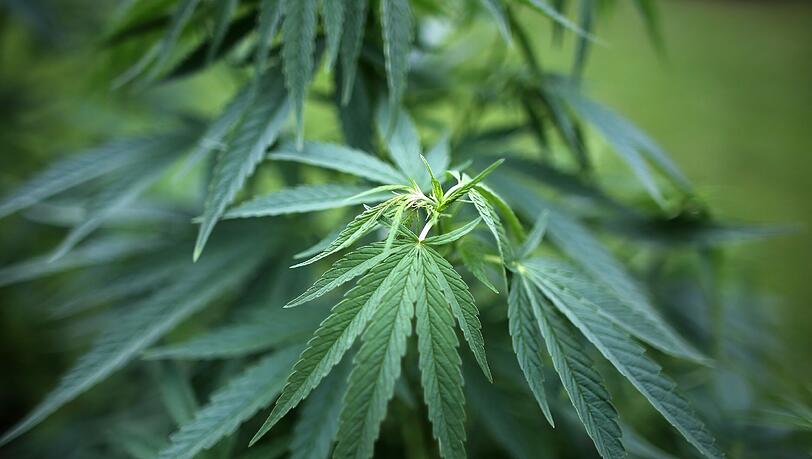 Hanf-Pflanzen in einem Garten. Ein mit Cannabis-Öl angereicherter Kuchen hatte mehrere Rettungseinsätze zur Folge. Foto: Oliver Berg Hanf-Pflanzen in einem Garten. Ein mit Cannabis-Öl angereicherter Kuchen hatte mehrere Rettungseinsätze zur Folge. Foto: Oliver Berg