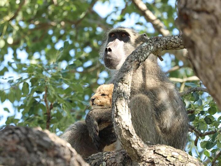 Gab es das schon mal? Eine Pavianmutter hat im Krüger-Nationalpark ein Löwenbaby auf einen Baum entführt. Doch die Paviane versuchten offenbar, den kleinen Löwen so liebevoll wie ihren eigenen Nachwuchs aufzuziehen.