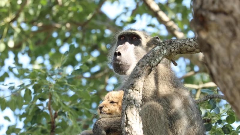 Gab es das schon mal? Eine Pavianmutter hat im Krüger-Nationalpark ein Löwenbaby auf einen Baum entführt. Doch die Paviane versuchten offenbar, den kleinen Löwen so liebevoll wie ihren eigenen Nachwuchs aufzuziehen. Gab es das schon mal? Eine Pavianmutter hat im Krüger-Nationalpark ein Löwenbaby auf einen Baum entführt. Doch die Paviane versuchten offenbar, den kleinen Löwen so liebevoll wie ihren eigenen Nachwuchs aufzuziehen.