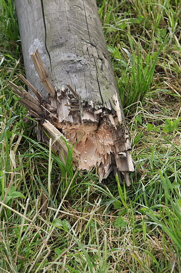 Nur noch zersplittertes Holz: Der Telefonmast nach dem Unfall