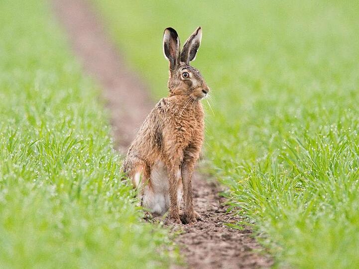 Ein Feldhase sitzt am frühen Morgen auf einem mit Morgentau überzogenen Feld. Foto: Moritz Frankenberg/Archivbild