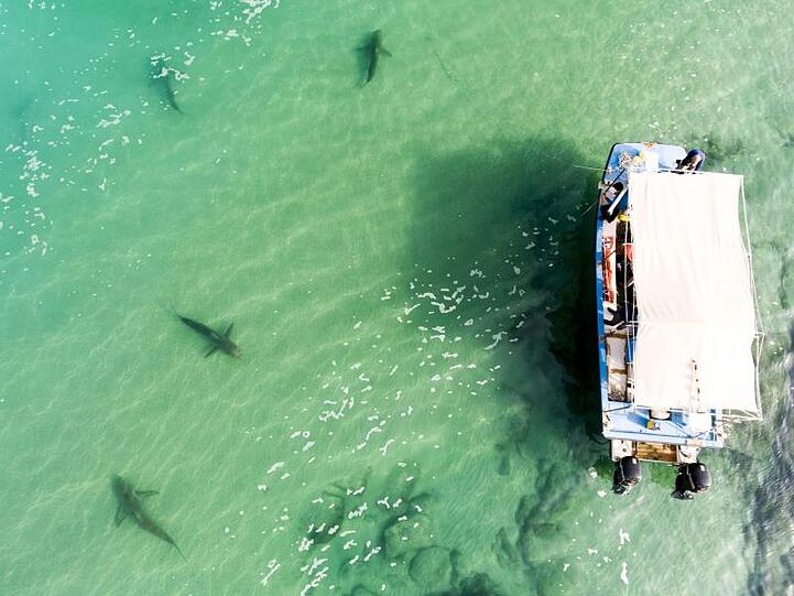 Vor Israels Küste sind in den vergangenen Monaten ungewöhnlich viele Haie gesichtet worden. Sie sammeln sich im flachen Wasser vor dem Küstenort Chadera.