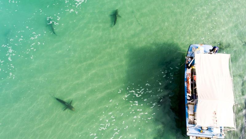 Vor Israels Küste sind in den vergangenen Monaten ungewöhnlich viele Haie gesichtet worden. Sie sammeln sich im flachen Wasser vor dem Küstenort Chadera. Vor Israels Küste sind in den vergangenen Monaten ungewöhnlich viele Haie gesichtet worden. Sie sammeln sich im flachen Wasser vor dem Küstenort Chadera.
