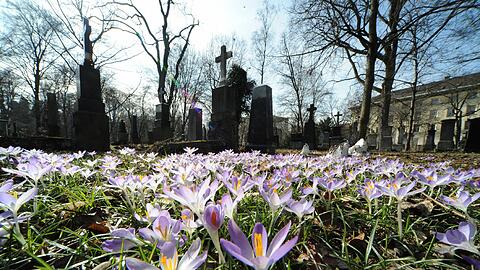 Raus an die Sonne: Die Krokusse auf dem Alten Südfriedhof sind nicht zu bremsen.