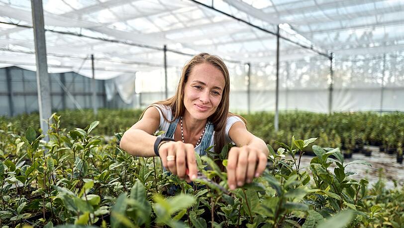 Matcha-Anbauerin: Ursprünglich kommt Kühnle aus dem Weinbau.