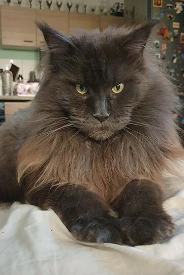 Gray Gandalf