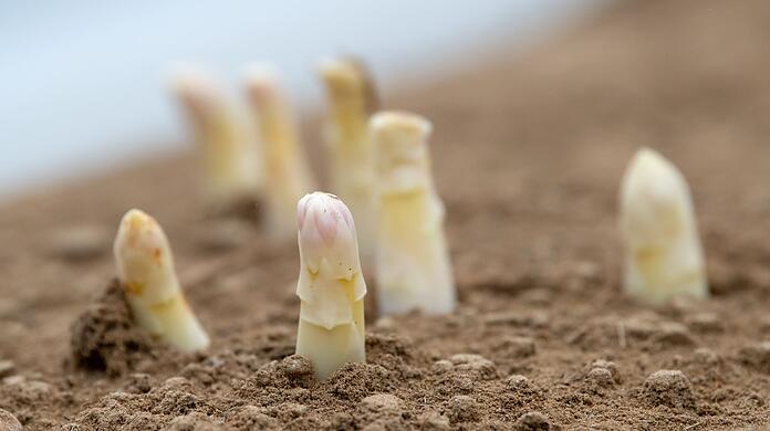 Spargelstangen auf einem oberbayerischen Feld.