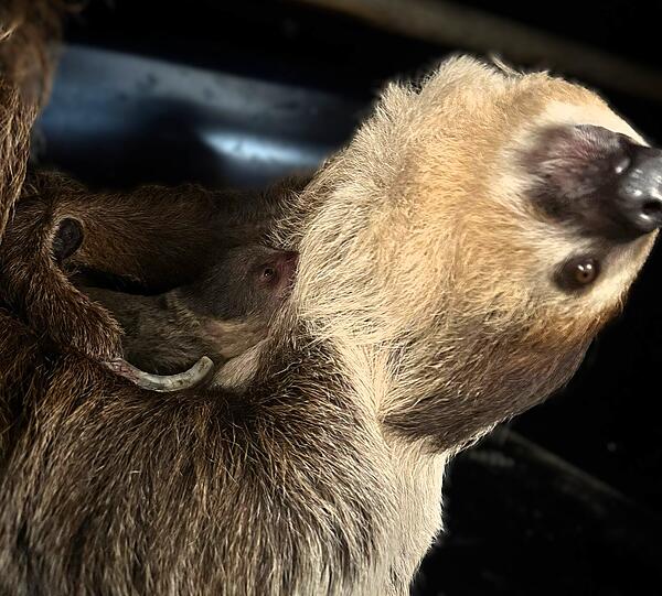 Bisher gibt es nur ein Foto vom niedlichen Nachwuchs.