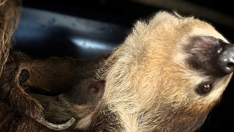 Bisher gibt es nur ein Foto vom niedlichen Nachwuchs.