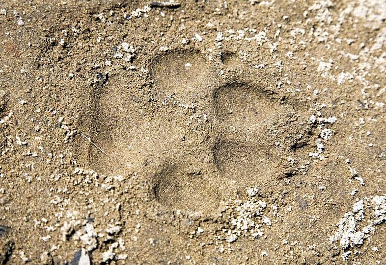 Der Pfotenabdruck eines Wolfes lässt sich nur schwer von dem eines Hundes unterscheiden.