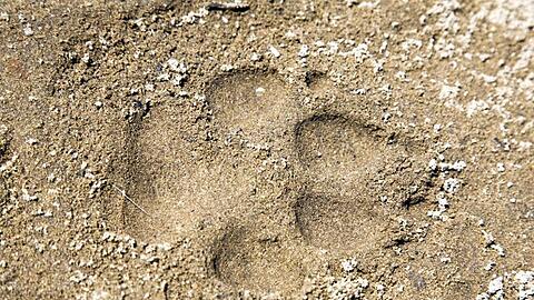 Der Pfotenabdruck eines Wolfes lässt sich nur schwer von dem eines Hundes unterscheiden.