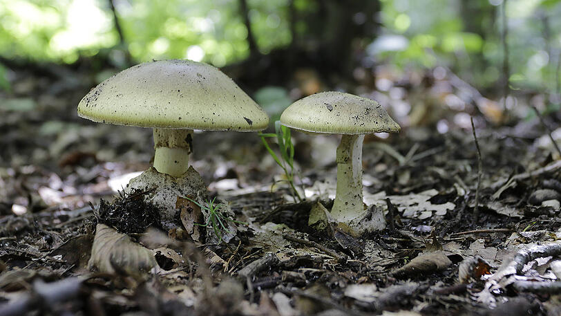 Gehört keinesfalls in den Korb eines Schwammerlsuchers: der Grüne Knollenblätterpilz (Amanita phalloides).