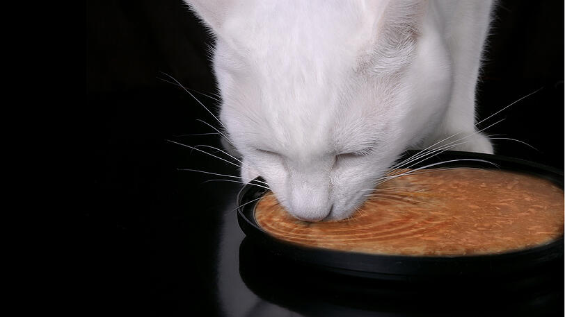 Auch Ihre Katze hat in der warmen Jahreszeit einen erhöhten Trinkbedarf. Trinkfein von Miamor schafft hier Abhilfe und motiviert Katzen zum Trinken.