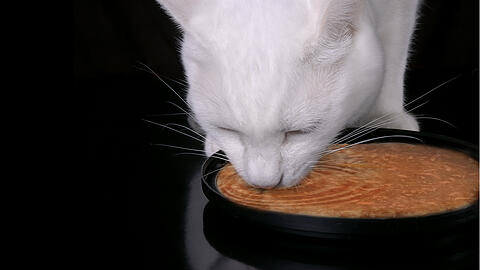 Auch Ihre Katze hat in der warmen Jahreszeit einen erhöhten Trinkbedarf. Trinkfein von Miamor schafft hier Abhilfe und motiviert Katzen zum Trinken.