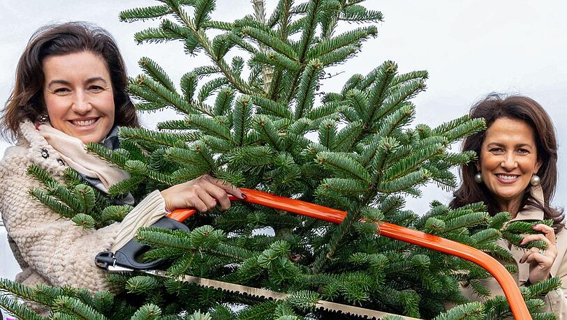 80 Prozent der vier Millionen in Bayern verkauften Christbäume werden im Freistaat angebaut. Die CSU-Politikerinnen Dorothee Bär und Michaela Kaniber (rechts) eröffneten die Saison. 80 Prozent der vier Millionen in Bayern verkauften Christbäume werden im Freistaat angebaut. Die CSU-Politikerinnen Dorothee Bär und Michaela Kaniber (rechts) eröffneten die Saison.
