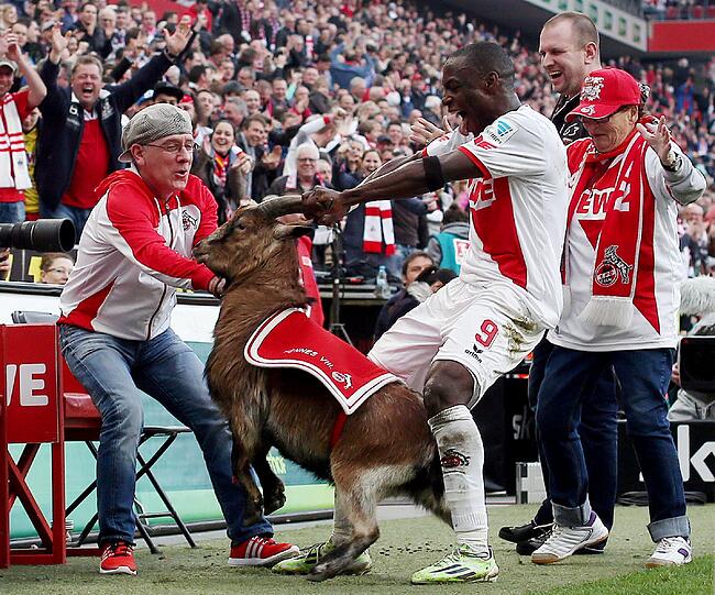 Kölns Stürmer Anthony Ujah packt mal nicht den Stier, sondern den Bock bei den Hörnern.