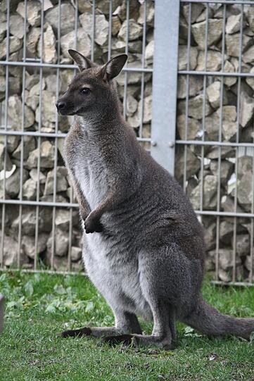 Wurde im Internet zum Kauf angeboten: Tierheim-Känguru "Jack".