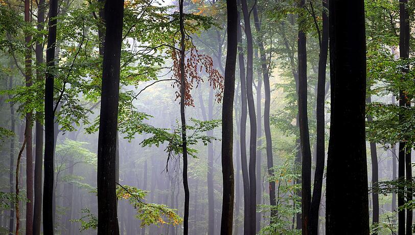 Der Spessart ist ein Mittelgebirge in Deutschland, das sich über Teile der Bundesländer Bayern (Unterfranken) und Hessen (südlicher Teil) erstreckt. (Archivbild)