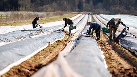 Die ersten bayerischen Spargelh&ouml;fe haben mit der Ernte begonnen.
