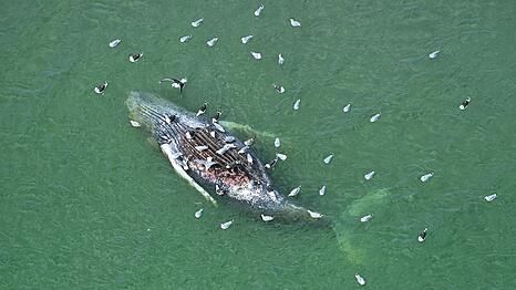 Ein Toter Wal wurde vor der d&auml;nischen Insel Anholt entdeckt.