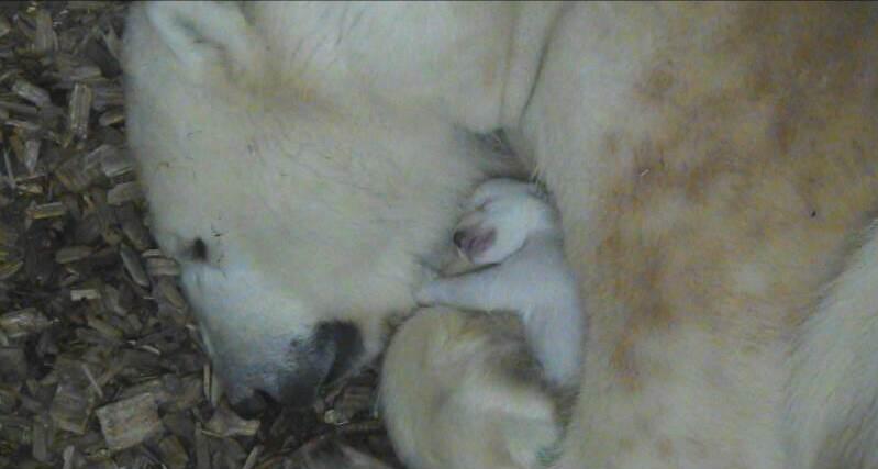 Fast drei Wochen ist das kleine Eisbären-Baby inzwischen alt.