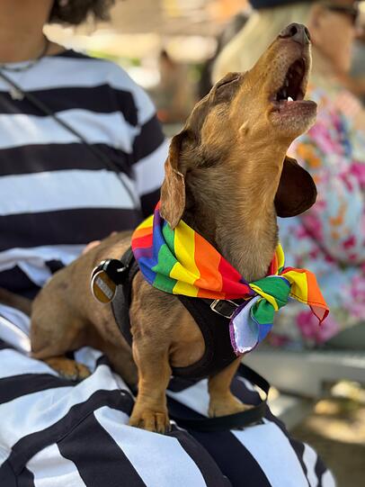 Dick the Sausage Dog er sieht nicht nur gut aus – er kann auch singen!