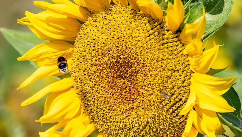 Es wird wieder sommerlich. (Archivfoto)