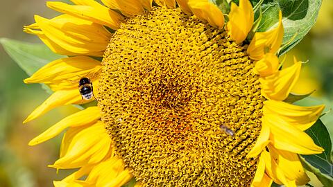 Es wird wieder sommerlich. (Archivfoto)