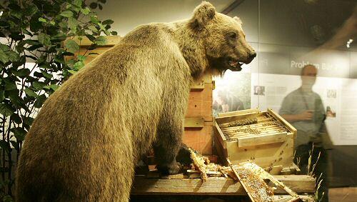 Brunos Fell ist mittlerweile im Museum zu bewundern. Brunos Fell ist mittlerweile im Museum zu bewundern.