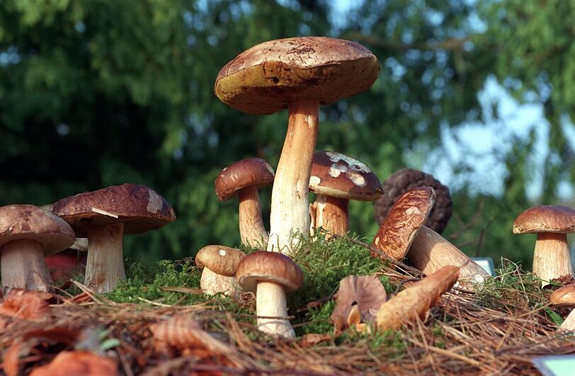 Ja, das sind wirklich echte Steinpilze!