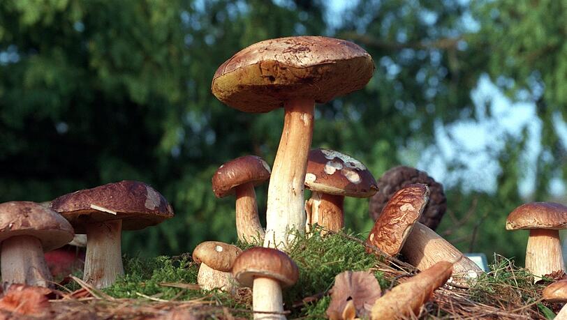 Ja, das sind wirklich echte Steinpilze! Ja, das sind wirklich echte Steinpilze!