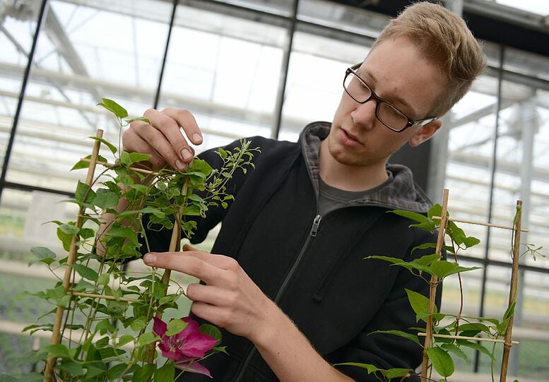 Schön vorsichtig: Azubi Henning Boland bindet in einem Gartenbaubetrieb die Triebe einer Clematis hoch.