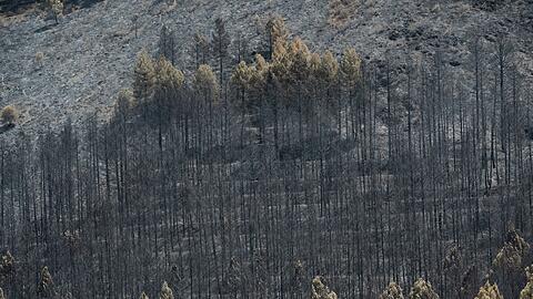 Der Klimawandel erh&ouml;ht die Wahrscheinlichkeit von Waldbr&auml;nden, weil Perioden mit Trockenheit und Hitze l&auml;nger werden.