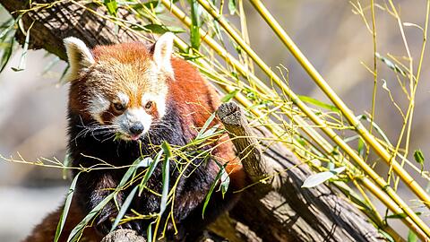 Eine &bdquo;kleine Reise aus dem Alltag&ldquo; kann ein Tag in Hellabrunn und zum Beispiel ein Besuch beim Kleinen Panda sein.