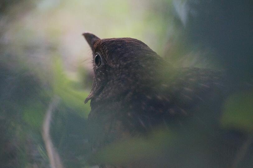 &bdquo;Ich habe gerade etwas neben unserem Gartenzaun fotografiert, als ich diese Amsel bemerkte&ldquo;, sagt Pia Franzspeck (12) aus Freising. &bdquo;Sie suchte auf der anderen Seite des Zauns nach Futter, so konnte ich sie in aller Ruhe fotografieren &ndash; durch die Löcher des Maschendrahtzauns.&ldquo;