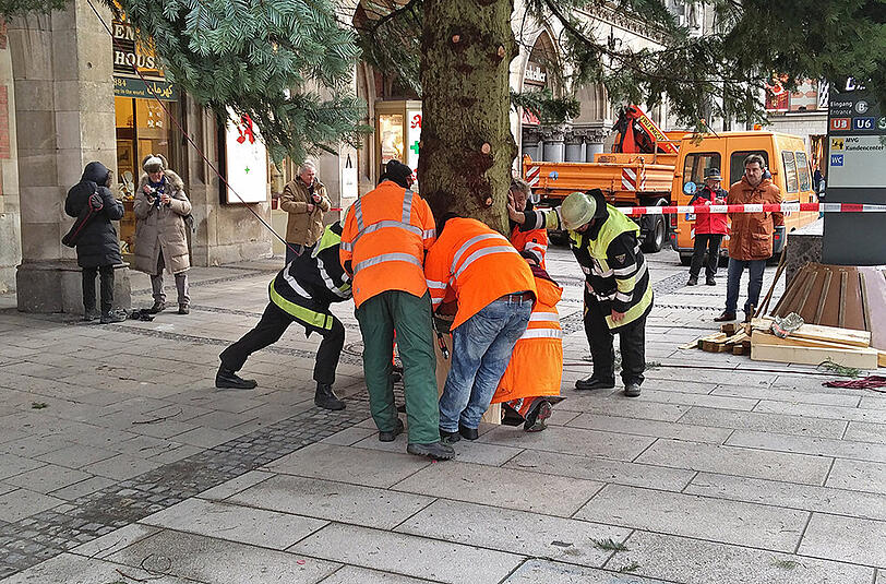 Da muss er rein, der Baum!