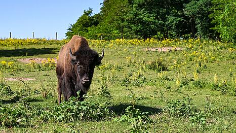 Mit gemeinsamer Anstrengung werden die Tiere unverletzt in eine Koppel gebracht. (Symbolbild)